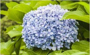 粉色绣球花花语