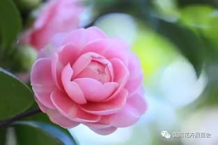 茶花的花语和寓意