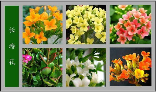 100种花名大全图片