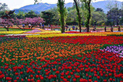 北京海淀区鲜花预定