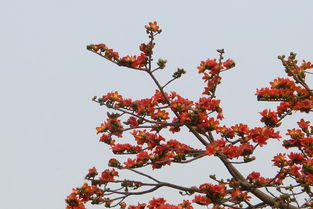 广州市花