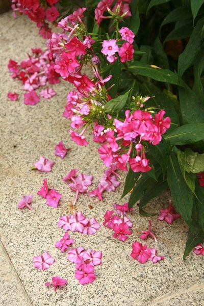 花草图片大全大图