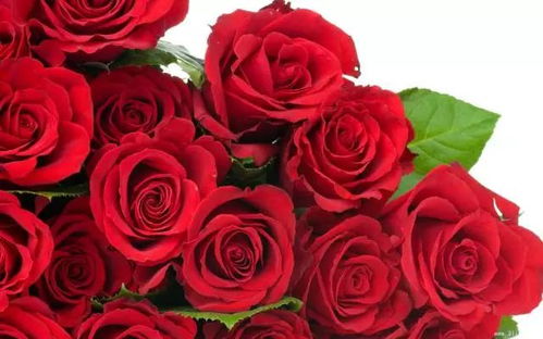 四朵红玫瑰花代表什么意思