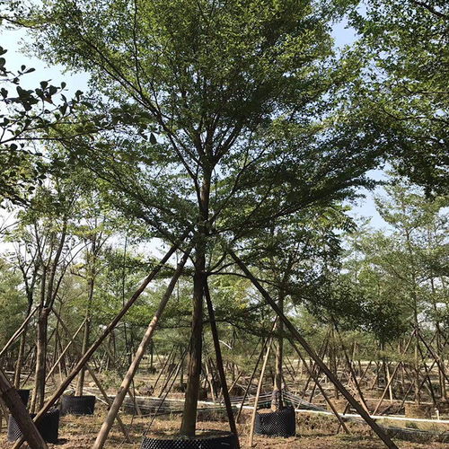 小叶榄仁价格