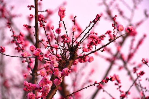 梅花的图片大全