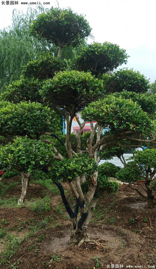 黄杨造型大全