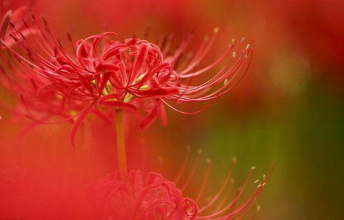 红色彼岸花花语