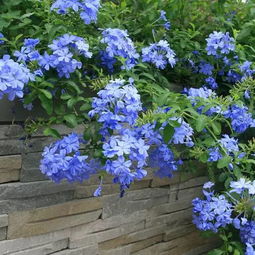 长春花蓝