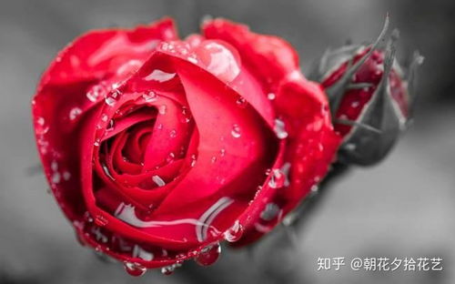 所有玫瑰花的花语
