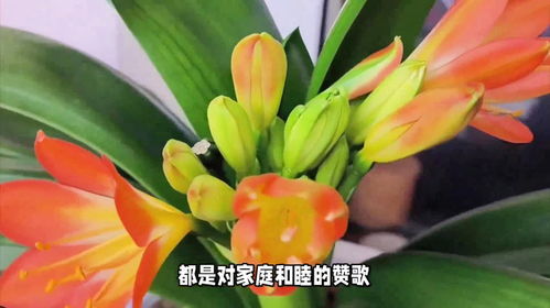 君子兰开花有什么兆头寓意