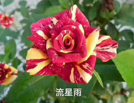 36朵玫瑰代表什么爱情