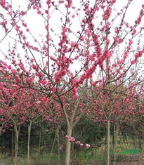 红花碧桃图片