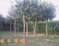 求购苗木网免费