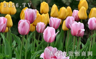 郁金香花语代表什么花语