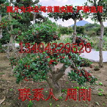 无刺枸骨价格