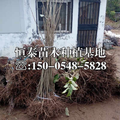 绿化树苗批发价格