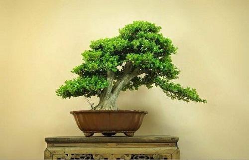 黄杨树30一40年价格