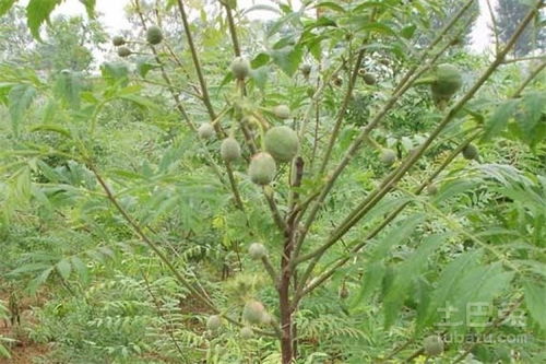 文冠果介绍