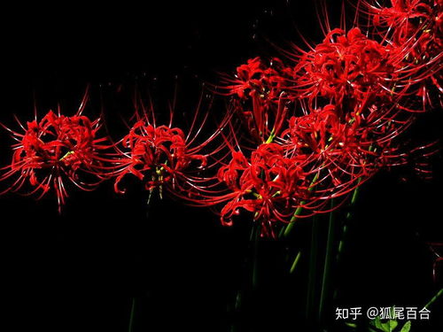 十大冥界之花图片
