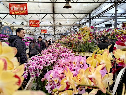 中国花卉批发市场