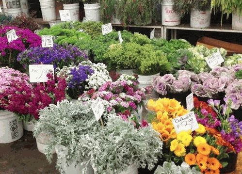 花卉店加盟 花卉店加盟