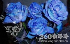 11朵蓝色妖姬的花语