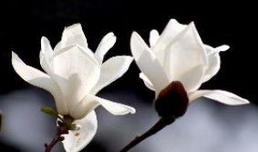 盆栽玉兰花的养殖方法