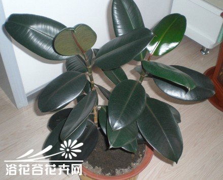 橡皮树怎么扦插
