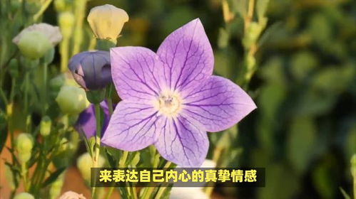 桔梗花的英文