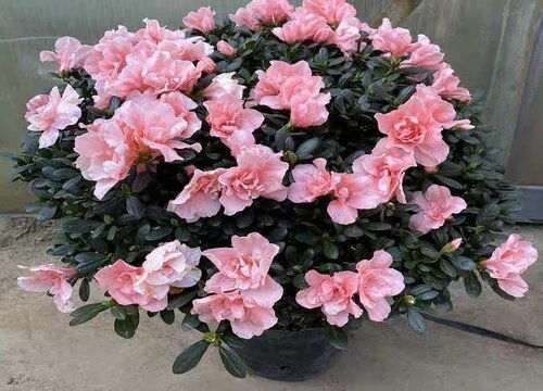 杜鹃花寓意