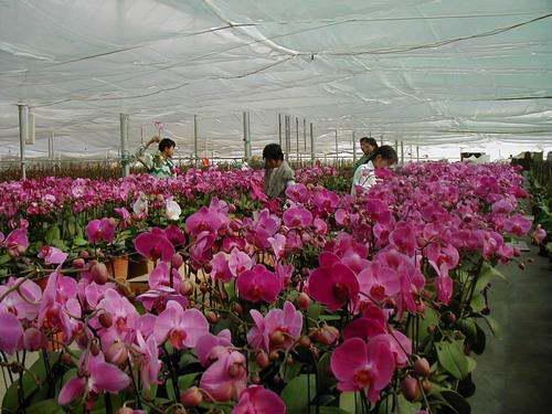 广州鲜花批发基地