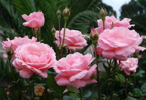 月季花语大全古诗