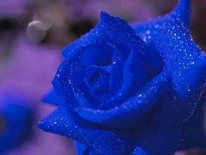 蓝色玫瑰花的花语是什么
