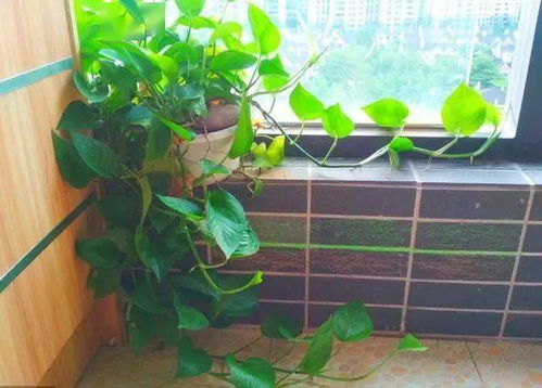 房产达人怎么移除植物
