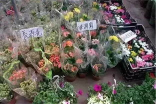 最大的鲜花批发市场在哪里