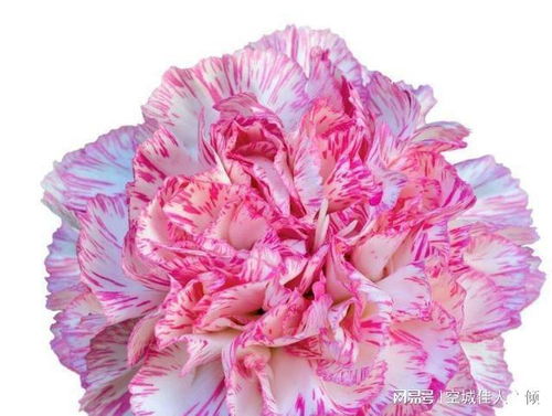 绿康乃馨花语和寓意