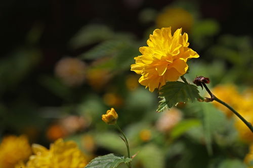 重瓣棣棠花