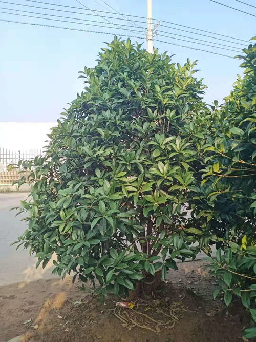 桂花树的价格多少钱一棵