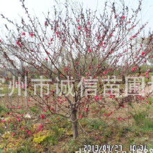 紫叶碧桃和红叶碧桃