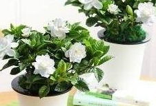 这6种花旺财还养人 这6种花旺财还养人