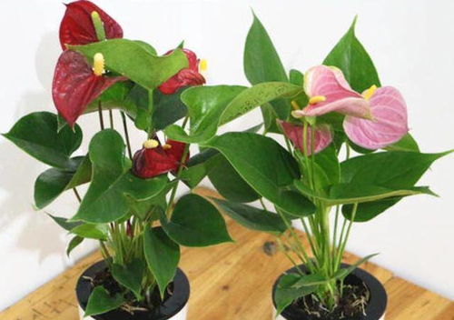 红掌花的养殖技巧方法