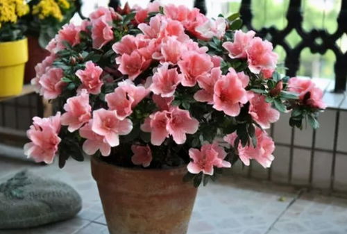 怎么养好杜鹃花