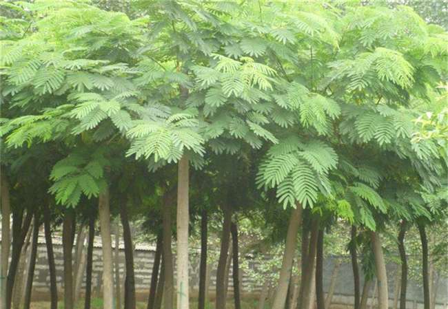 合欢树长什么样子图片