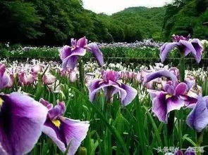 鸢尾的花语和寓意是什么