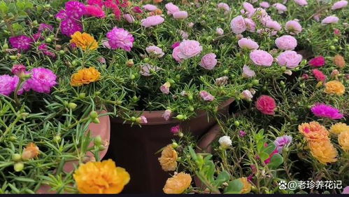 各种花卉