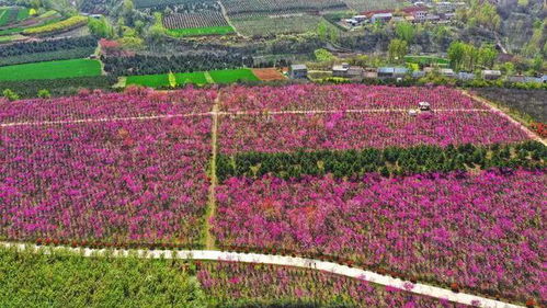 西安鲜花基地