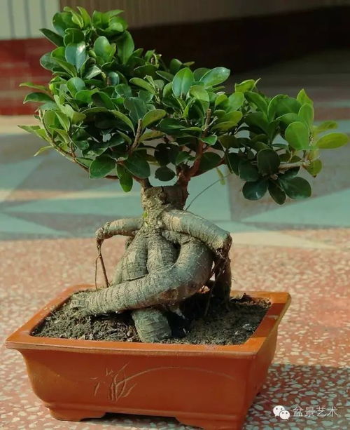 榕树盆景的养殖方法和注意事项
