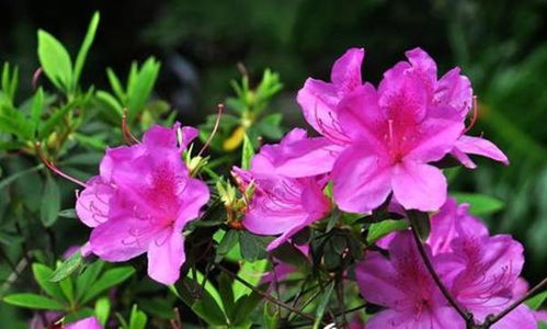 为什么家里忌讳杜鹃花