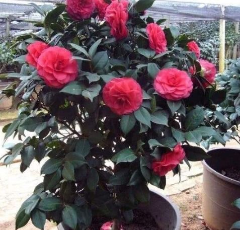 冬天最有代表性的花