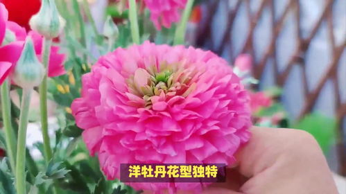 牡丹花花语和寓意